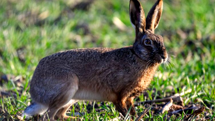 Wildhase sitzt friedlich im Gras.