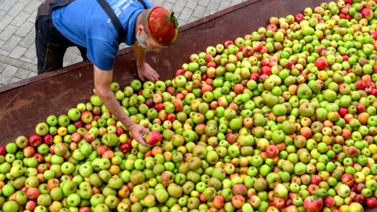 Rekordernte bei Obst führt zu großem Andrang in Mostereien