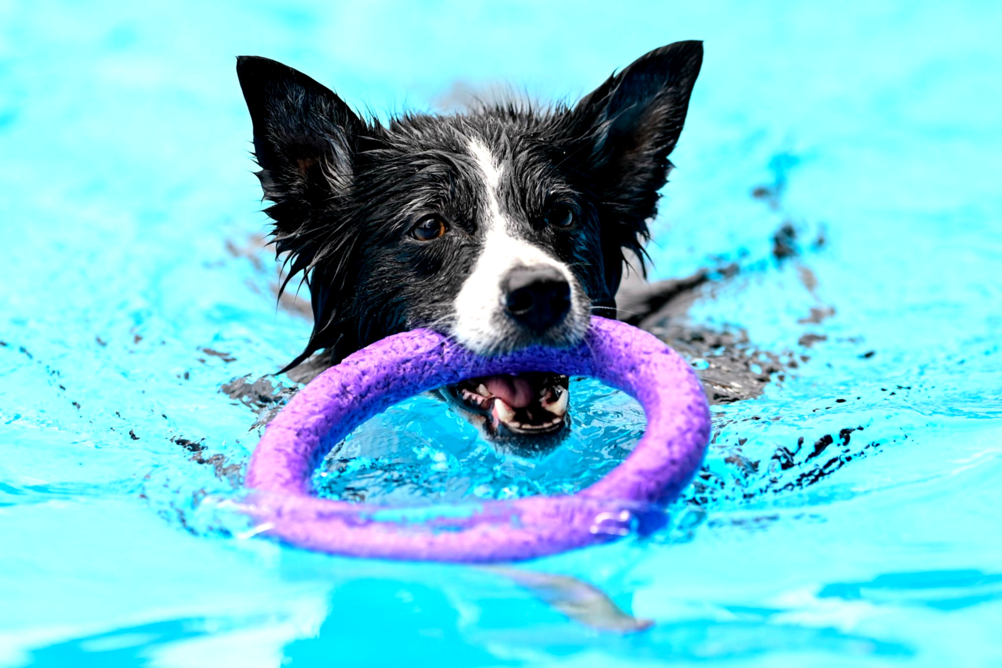 Hunde planschen fröhlich im Freibad.