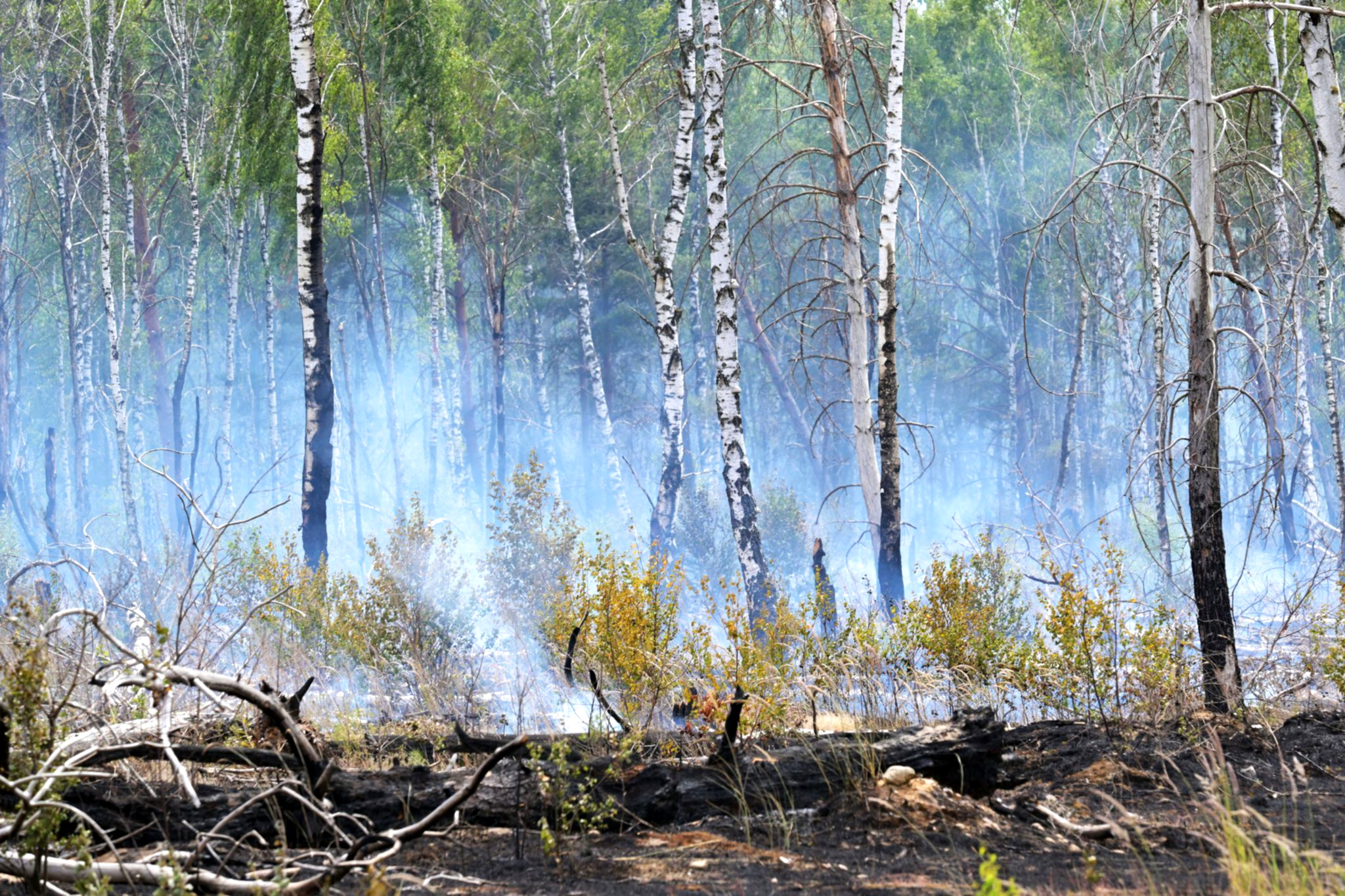 Rauch steigt über verkohltem Waldboden auf.