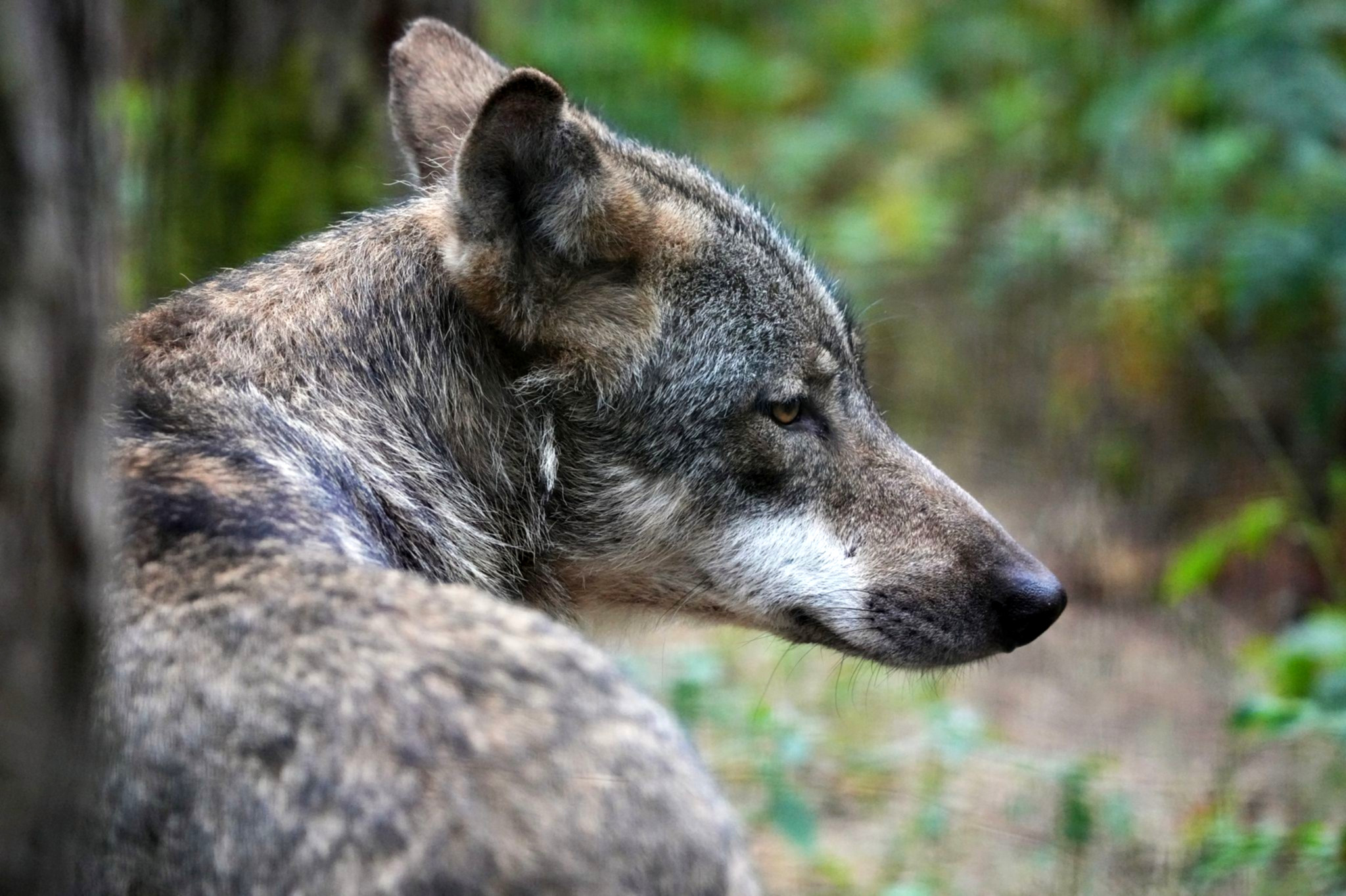 Ministerin diskutiert kontroversen Wolfsschutz öffentlich.